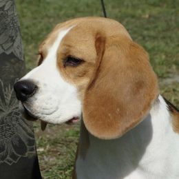 Beagles from Meadow Crest Beagles