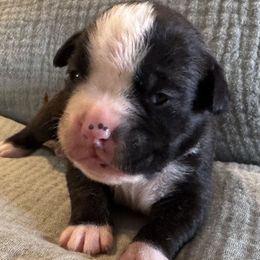 Mrs Potts - Brindle female Boxer puppy in Madras, Oregon from BnT Boxers
