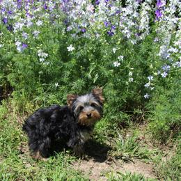 Daisy - Black and tan female Yorkshire Terrier puppy in Saint Clair, Missouri from Missouri Yorkies