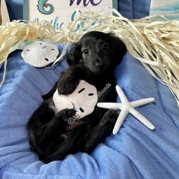 Dachshund Puppies from M.H.P Dachshunds