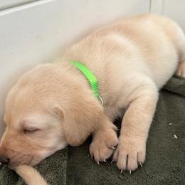 Jasper - Yellow male Labrador Retriever puppy in Rock Hill, South Carolina from North Star Retrievers