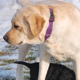 Labrador Retrievers from Pendleton Labradors