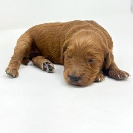 EMBER - Red  female Goldendoodle puppy in Davison, Michigan from Dreaming Doodles