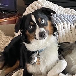 Max - Miniature Australian Shepherd