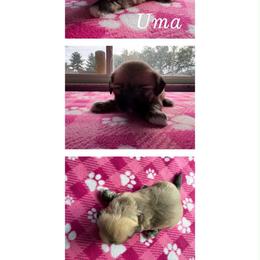 Uma - Cream female Lhasa Apso puppy in Cincinnati, Ohio from Shangri-La Lhasa Apsos