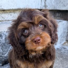 Chance - Chocolate male Cavapoo puppy in Cameron, South Carolina from Sassy Sailor & Company