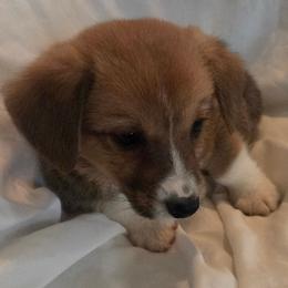 Blaze - Red male Pembroke Welsh Corgi puppy in Madera, California from RRR Corgis