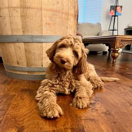 Girl 7 - Red Australian Labradoodle puppy in Lodi, California from These Charm's Doods