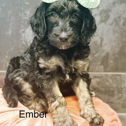 Ember - Phantom female Goldendoodle puppy in Pasco, Washington from Camp Doodle Woods