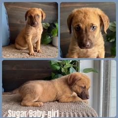 Chesapeake Bay Retriever and German Shorthaired Pointer Puppies from North Wind Gundogs