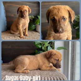 Chesapeake Bay Retriever and German Shorthaired Pointer Puppies from North Wind Gundogs