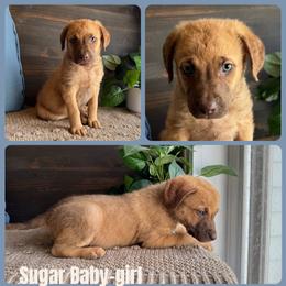Chesapeake Bay Retriever and German Shorthaired Pointer Puppies from North Wind Gundogs