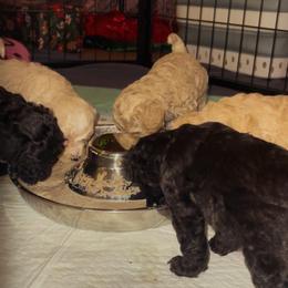 Poodle puppies from Mystic Mini Poodles