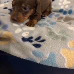 Aymeric - Chocolate and tan male Dachshund puppy in Conroe, Texas from R&M Dachshunds