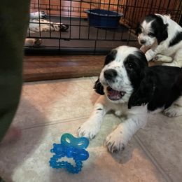 English Springer Spaniel Puppies from Cedar Ridge Kennels