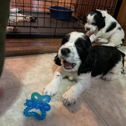 English Springer Spaniel Puppies from Cedar Ridge Kennels