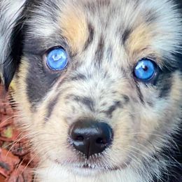 Miniature American Shepherds and Toy Australian Shepherds from Brushy Creek Mini Aussies