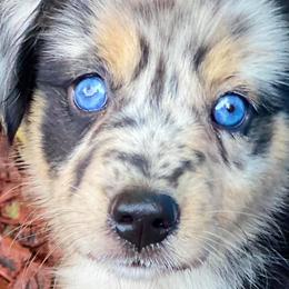 Miniature American Shepherds and Toy Australian Shepherds from Brushy Creek Mini Aussies