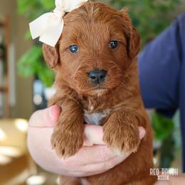 Milkshake - Red  female Goldendoodle puppy in Salado, Texas from Red Ranch Dogs