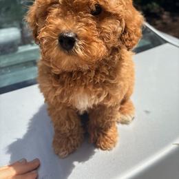 Pekingese, Poodle, and Shih Tzu Puppies from Happy puppies
