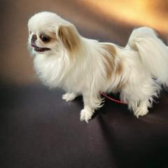 Ozzy - Japanese Chin