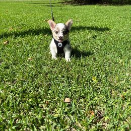 American Corgi and Pembroke Welsh Corgi Puppies from Grassy Lake Corgis