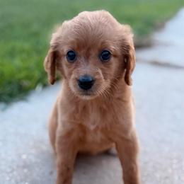 Girl 3 - Red  female Goldendoodle puppy in Meridian, Mississippi from Magnolia Poodles and Doodles