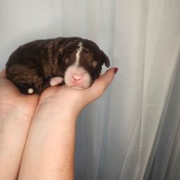 Mocha - Brown and white male Bernedoodle puppy in Fort White, Florida from Jade