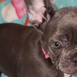 French Bulldogs from Gregorio French Bulldogs