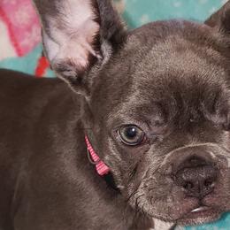 French Bulldogs from Gregorio French Bulldogs