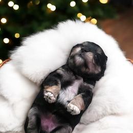 Yellow Collar Female - Black and silver female Miniature Schnauzer puppy in Sacramento, California from Hardcastle Family Schnauzer’s