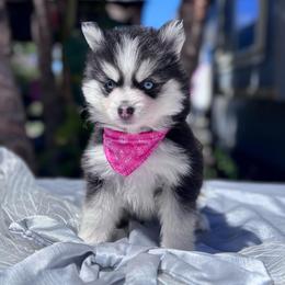 Libra - Black and white female Pomsky puppy in Homeland, California from Lara's Ranch Pomskies