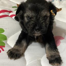 Cody - Black male Miniature Schnauzer puppy in Carriere, Mississippi from Sassy Schnauzers