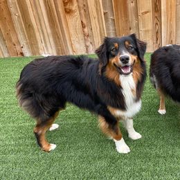 Reno - Australian Shepherd