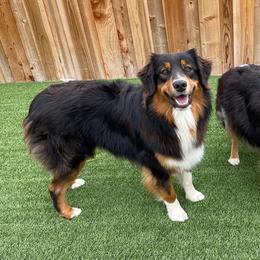 Reno - Australian Shepherd