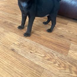 Lola - Black female Pug puppy in Indian Trail, North Carolina from Love Pugs