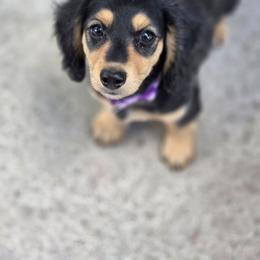 Dallas - Black and cream male Dachshund puppy in Penrose, Colorado from Double Trouble Dachshunds