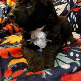 George Washington - Black male Goldendoodle puppy in Lewistown, Pennsylvania from Southern Star Goldendoodles