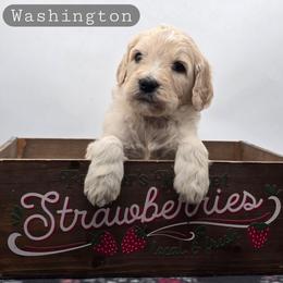 Washington - Apricot male Goldendoodle puppy in Neillsville, Wisconsin from Granton Creek