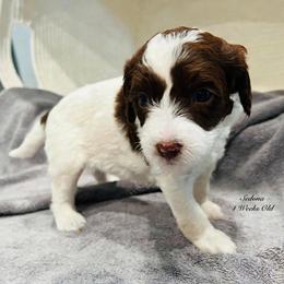 Sedona- Female Reservation 7 - Brown and white female Sheepadoodle puppy in Spokane, Washington from Downriver Doodles
