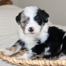 Vixen -MERLE - Blue merle male Bernedoodle puppy in Apple Creek, Ohio from Arlene Hershberger