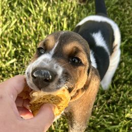 Yellow Girl - Black brown and white female Basset Hound puppy in Centralia, Missouri from TopCrop Bassets