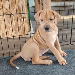 Galadriel - Merle female Great Dane puppy in Marshall, Michigan from Dream K9