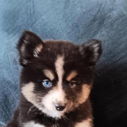 Pomsky Puppies from Your Friend Seamus' Studds