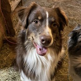 Australian Shepherds from O’Kejas  Kennel