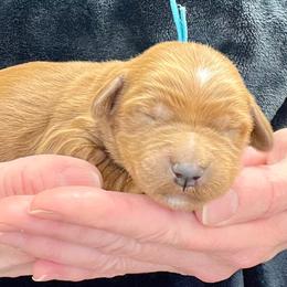 Blue Male - Apricot male Goldendoodle puppy in Great Falls, Montana from Montana Goldendoodles