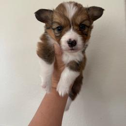 Pika - White and red male Pembroke Welsh Corgi puppy in Red Bluff, California from Wilder Ranch Corgis