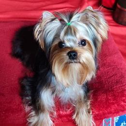 Coco - Yorkshire Terrier