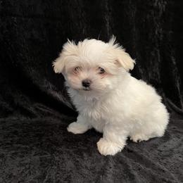Green Girl - White Maltese puppy in Hendersonville, North Carolina from Blossoming Gem's Maltese - North Carolina