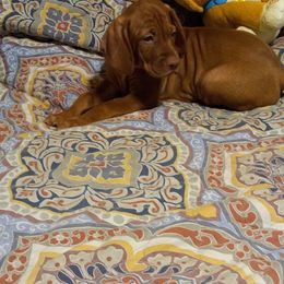 Vizsla Puppies from Char's Vizslas